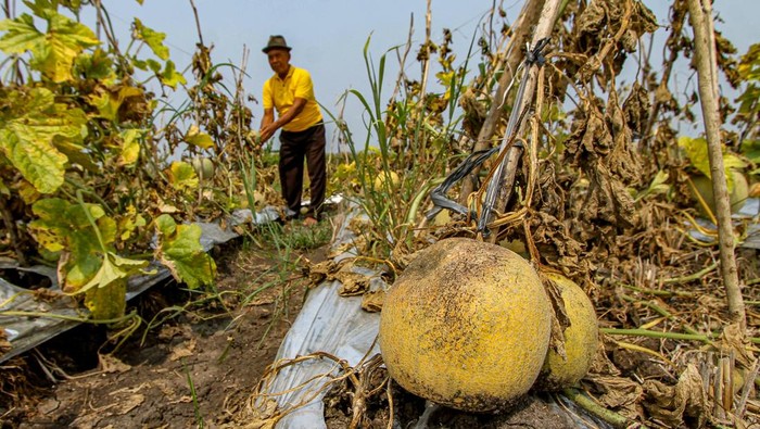 Petani memeriksa kondisi tanaman melon yang membusuk di area persawahan Patianrowo, Nganjuk, Jawa Timur, Kamis (14/11/2024). Sejumlah petani melon di kawasan itu mengalami gagal panen akibat cuaca ekstrem yang melanda kawasan itu sejak dua pekan terakhir. ANTARA FOTO/Muhammad Mada/nym.