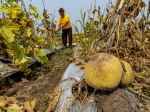 Sedih! Petani Melon Gagal Panen Akibat Cuaca Ekstrem