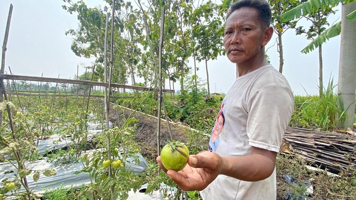 petani tomat madiun