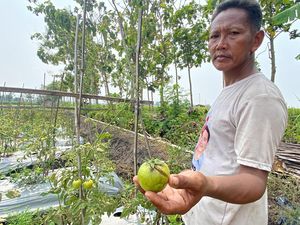 Petani Tomat Madiun Merana, Gagal Panen gegara Cuaca Ekstrem