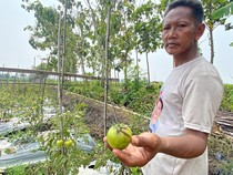 Petani Tomat Madiun Merana, Gagal Panen gegara Cuaca Ekstrem