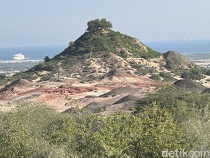 Pendiri UEA Ubah Pulau Pribadi Jadi Rumah Jutaan Pohon dan Ribuan Hewan