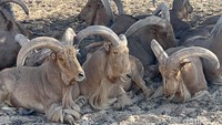 Kambing barbari jadi salah satu penghuni Sir Bani Yas. 