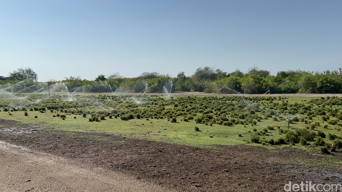 Pulau Sir Bani Yas, Abu Dhabi, UEA