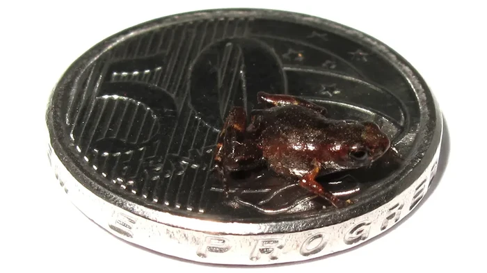 Vertebrata terkecil ditemukan pada sepesia kodok kutu. Apa itu?