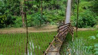Jembatan gantung itu ambruk diduga akibat rusak termakan usia.  