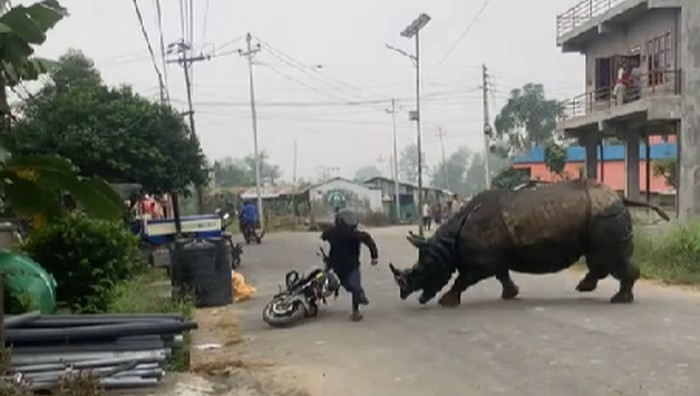 Badak menyerang warga di Nepal.