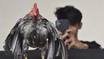 Wow! Ayam Serama Asal Malaysia Dijual Hingga Rp 12 Juta Per Ekor