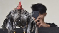 Berawal dari hobi mengikuti kontes ayam hias di berbagai daerah sejak tahun 2018, Nurman Rahmat, yang masih berusia 25 tahun itu sukses beternak ayam kontes jenis Serama asal Malaysia dengan harga jual tinggi dari mulai Rp 300 ribu hingga Rp 12 juta per ekor.  