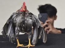 Wow! Ayam Serama Asal Malaysia Dijual Hingga Rp 12 Juta Per Ekor