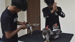 Wow! Ayam Serama Asal Malaysia Dijual Hingga Rp 12 Juta Per Ekor