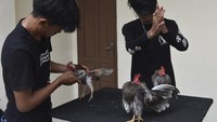 Ayam hias itu dipasarkan melalui siaran langsung di media sosial.  