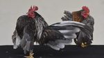 Wow! Ayam Serama Asal Malaysia Dijual Hingga Rp 12 Juta Per Ekor