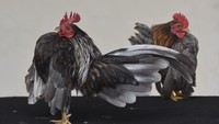 Pembudidaya melatih Ayam Serama di Peundeuy, Kota Tasikmalaya, Jawa Barat, Jumat (15/11/2024).  