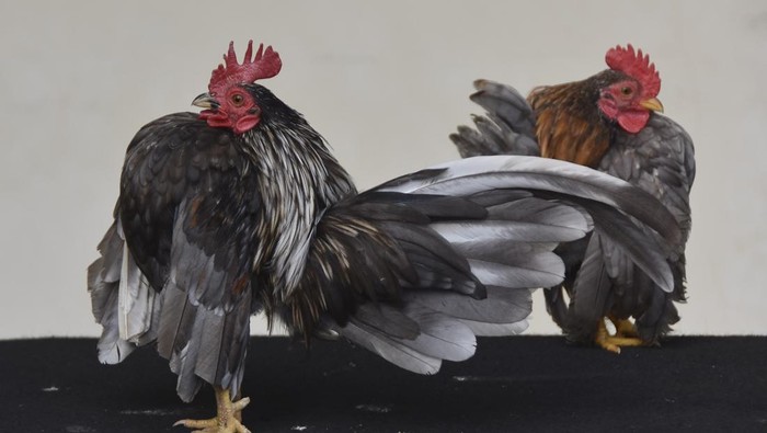 Budidaya ayam serama dari Malaysia Pembudidaya melatih Ayam Serama di Peundeuy, Kota Tasikmalaya, Jawa Barat, Jumat (15/11/2024). Berawal dari hobi mengikuti kontes ayam hias di berbagai daerah sejak tahun 2018, Nurman Rahmat, yang masih berusia 25 tahun itu sukses beternak ayam kontes jenis Serama asal Malaysia dengan harga jual tinggi dari mulai Rp300 ribu hingga Rp12 juta per ekor yang dipasarkan melalui siaran langsung di media sosial. ANTARA FOTO/Adeng Bustomi/foc.