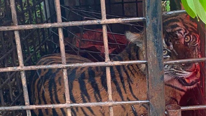 Gadih Mudiak Aie, Harimau Sumatera yang ditangkap karena kerap masuk ke pemukiman warga di Solok, Sumbar. (Dok BKSDA Sumbar)