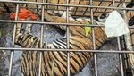 Penampakan Harimau Sumatera yang Masuk Perangkap di Solok