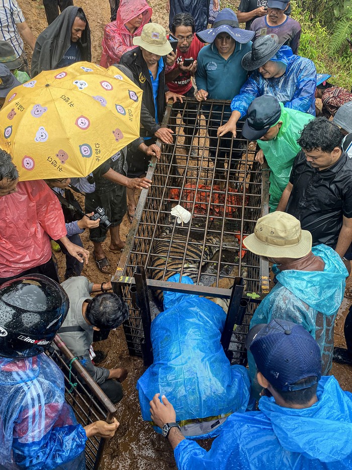 Harimau Sumatera masuk perangkap di Solok Petugas dari Balai Konservasi Sumber Daya Alam (BKSDA) Sumatera Barat dibantu warga mengevakuasi seekor harimau sumatera (Panthera tigris sumatrae) yang masuk perangkap di Jorong Lubuk Selasih, Nagari Batang Barus, Kecamatan Gunung Talang, Kabupaten Solok, Sumatera Barat, Kamis (14/11/2024). Balai Konservasi Sumber Daya Alam (BKSDA) Sumatera Barat mengevakuasi seekor harimau Sumatera berjenis kelamin betina yang masuk perangkap dan dipindahkan ke Taman Margasatwa Budaya Kinantan (TMSBK) atau Kebun Binatang di Kota Bukittinggi untuk dilakukan pemeriksaan kesehatan sebelum di lepas liarkan kembali ke habitatnya. ANTARA FOTO/Yayasan Sintas Indonesia/Lmo/tom.