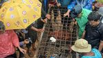 Penampakan Harimau Sumatera yang Masuk Perangkap di Solok