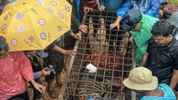 Harimau yang masuk perangkap itu kemudian dipindahkan ke Taman Marga Satwa Budaya Kinantan (TMSBK) Kota Bukittinggi.   