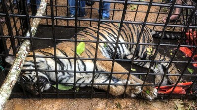 Penampakan Harimau Sumatera yang Masuk Perangkap di Solok
