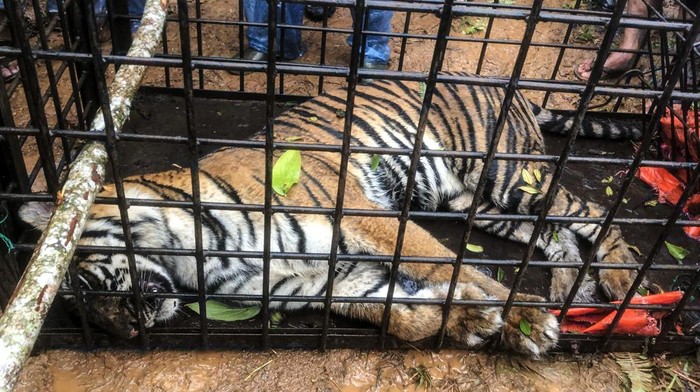 Petugas dari Balai Konservasi Sumber Daya Alam (BKSDA) Sumatera Barat dibantu warga mengevakuasi seekor harimau sumatera (Panthera tigris sumatrae) yang masuk perangkap di Jorong Lubuk Selasih, Nagari Batang Barus, Kecamatan Gunung Talang, Kabupaten Solok, Sumatera Barat, Kamis (14/11/2024). Balai Konservasi Sumber Daya Alam (BKSDA) Sumatera Barat mengevakuasi seekor harimau Sumatera berjenis kelamin betina yang masuk perangkap dan dipindahkan ke Taman Margasatwa Budaya Kinantan (TMSBK) atau Kebun Binatang di Kota Bukittinggi untuk dilakukan pemeriksaan kesehatan sebelum di lepas liarkan kembali ke habitatnya.  ANTARA FOTO/Yayasan Sintas Indonesia/Lmo/tom.