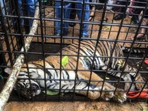 Penampakan Harimau Sumatera yang Masuk Perangkap di Solok