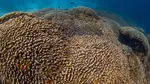 Foto Karang Terbesar di Dunia dari Lautan Pasifik