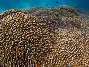 Wow! Karang Terbesar di Dunia Ditemukan di Salomon