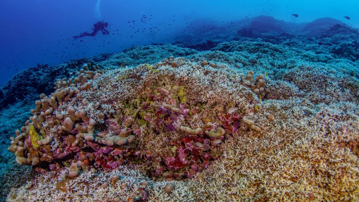 Karang terbesar di dunia