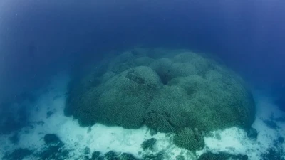 Foto Karang Terbesar di Dunia dari Lautan Pasifik