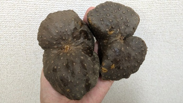 Wow! Kentang Alien seperti Batu Hitam Ini Harganya Sebuah Rp 15.000