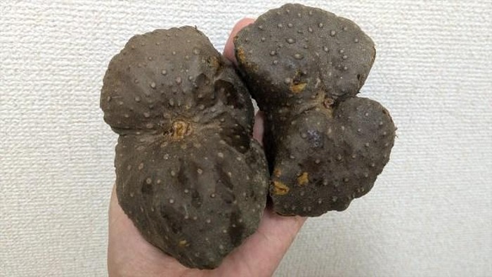 Wow! Kentang Alien seperti Batu Hitam Ini Harganya Sebuah Rp 15.000