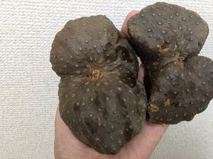 Wow! Kentang Alien seperti Batu Hitam Ini Harganya Sebuah Rp 15.000
