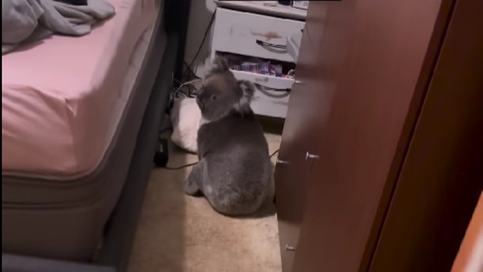 Koala menyusup ke dalam kamar warga di Australia.
