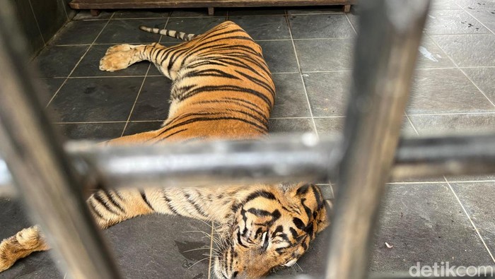Kondisi harimau sumatera Anggi yang terbujur lemah di Medan Zoo (Kartika/detikcom)