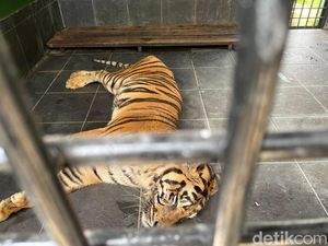 Sedih, Si Uni Mati di Taman Rimba Jambi