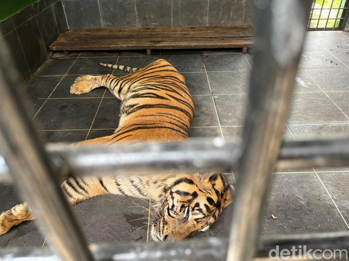 Kondisi harimau sumatera Anggi yang terbujur lemah di Medan Zoo (Kartika/detikcom)