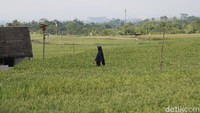 Wisatawan bisa melihat langsung proses penanaman dan pemeliharaan padi organik yang ramah lingkungan. 