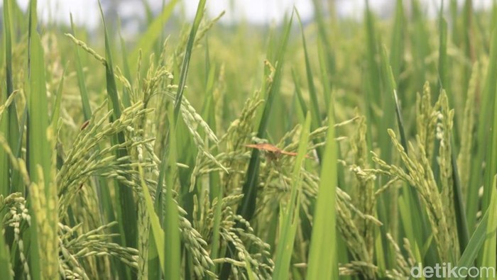Petani menanam padi organik di kampung Mulyaharja, Jumat (15/11/2024).