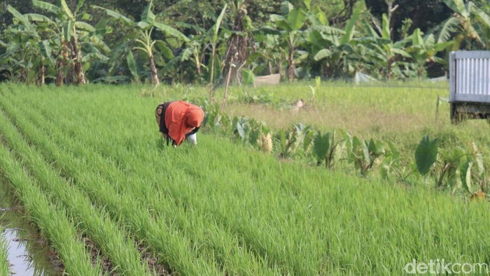 Mengintip Wisata Edukasi Padi Organik di Bogor Petani menanam padi organik di kampung Mulyaharja, Jumat (15/11/2024).