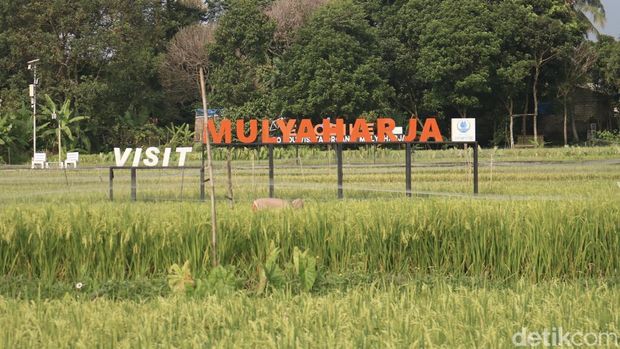 Petani menanam padi organik di kampung Mulyaharja, Jumat (15/11/2024).