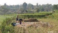 Dengan luas lahan pertanian mencapai 23 hektar, Kampung Mulyaharja memiliki pemandangan sawah yang menenangkan. 