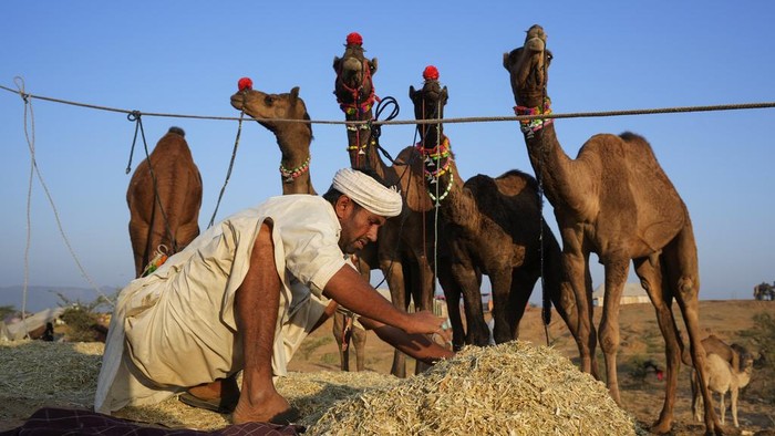 A herder makes a mixture of hay and grains to feed his camels at a camel fair in Pushkar, in the northwestern Indian state of Rajasthan, Wednesday, Nov. 13, 2024. (AP Photo/Deepak Sharma)