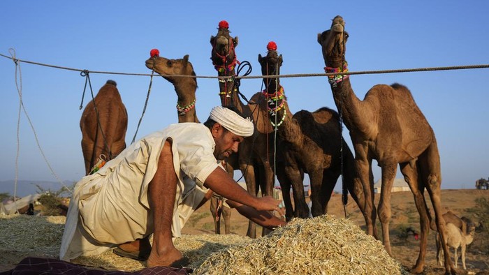Pameran Dagang Unta Terbesar di India Berubah Jadi Objek Wisata A herder makes a mixture of hay and grains to feed his camels at a camel fair in Pushkar, in the northwestern Indian state of Rajasthan, Wednesday, Nov. 13, 2024. (AP Photo/Deepak Sharma)