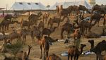 Pameran Dagang Unta Terbesar di India Berubah Jadi Objek Wisata
