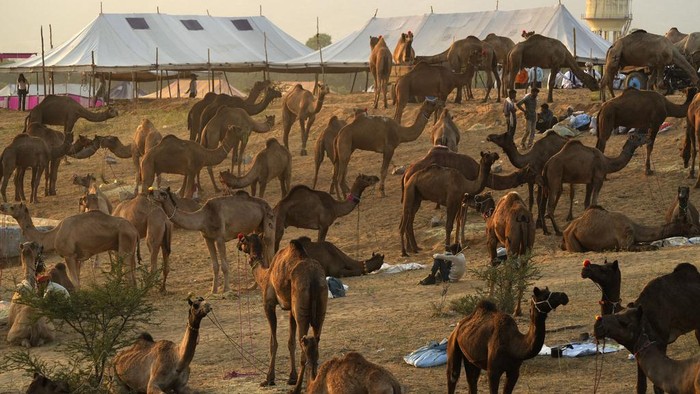 A herder makes a mixture of hay and grains to feed his camels at a camel fair in Pushkar, in the northwestern Indian state of Rajasthan, Wednesday, Nov. 13, 2024. (AP Photo/Deepak Sharma)