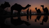 Pertemuan di negara bagian gurun Rajasthan melihat komunitas penangkaran unta tradisional terkadang menempuh jarak ratusan kilometer dari desa terpencil mereka untuk memperdagangkan hewan mereka.