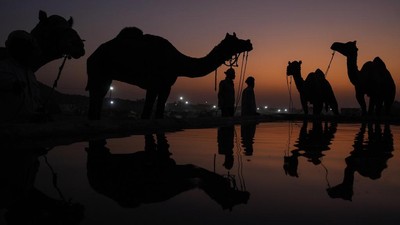 Pameran Dagang Unta Terbesar di India Berubah Jadi Objek Wisata