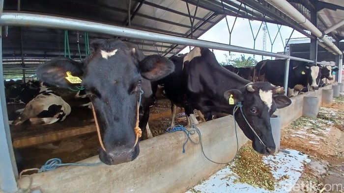 Peternak sapi perah Pasuruan